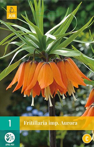 Fritillaria imperialis aurora 1 bol - afbeelding 1