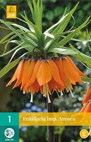 Fritillaria imperialis aurora 1 bol - afbeelding 1