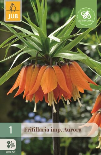 Fritillaria imperialis aurora 1 bol - afbeelding 1