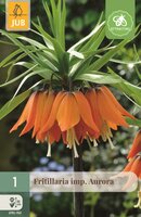 Fritillaria imperialis aurora 1 bol - afbeelding 1