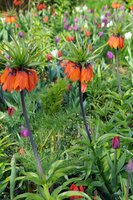 Fritillaria imperialis aurora 1 bol - afbeelding 3