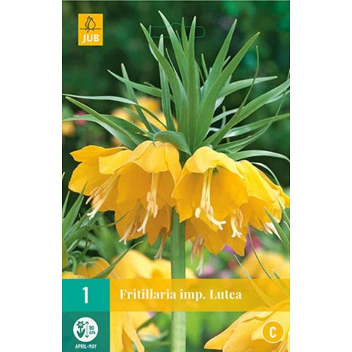 Fritillaria imperialis lutea 1 bol - afbeelding 1