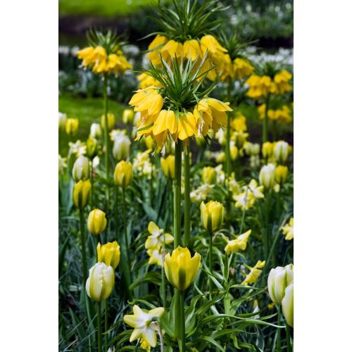 Fritillaria imperialis lutea 1 bol - afbeelding 3