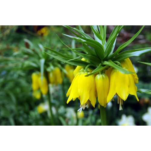 Fritillaria imperialis lutea 1 bol - afbeelding 2