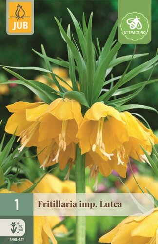 Fritillaria imperialis lutea 1 bol - afbeelding 1