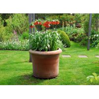 Fritillaria imperialis rubra 1 bol - afbeelding 3