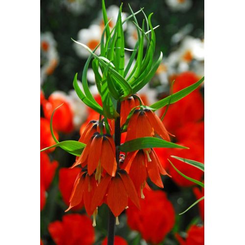 Fritillaria imperialis rubra 1 bol - afbeelding 2