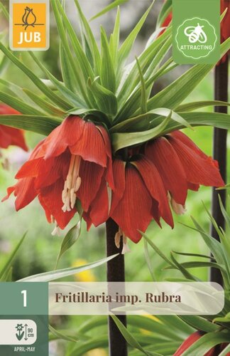 Fritillaria imperialis rubra 1 bol - afbeelding 1