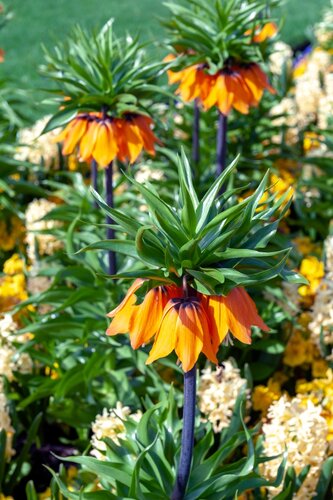 FRITILLARIA IMPERIALIS SUNSET