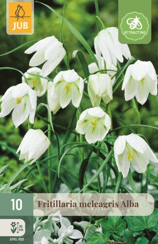 Fritillaria meleagris alba 10 bollen - afbeelding 1