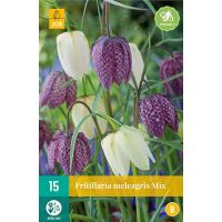 Fritillaria meleagris mix 15 bollen - afbeelding 1