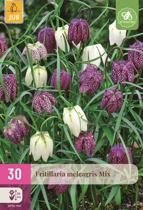 Fritillaria meleagris mix 30 bollen - afbeelding 1