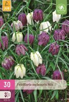 Fritillaria meleagris mix 30 bollen - afbeelding 1