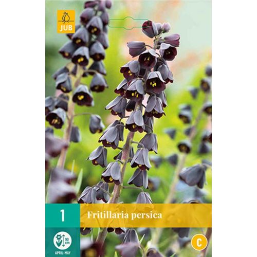 Fritillaria persica 1 bol - afbeelding 1