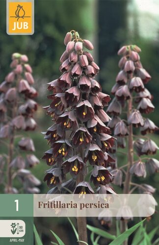 Fritillaria persica 1 bol - afbeelding 1