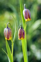 Fritillaria Uva-Vulpis 15 bollen - afbeelding 2