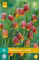 Fritillaria Uva-Vulpis 15 bollen - afbeelding 1