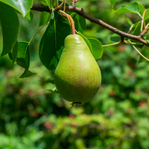 Fruitbomen
