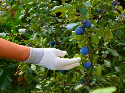 Fruitbomen en struiken voeding
