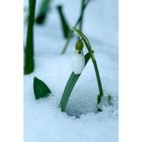 Galanthus elwesii 10 bollen - afbeelding 2