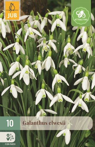 Galanthus elwesii 10 bollen - afbeelding 1