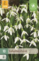 Galanthus elwesii 10 bollen - afbeelding 1