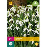 Galanthus elwesii 25 bollen - afbeelding 1