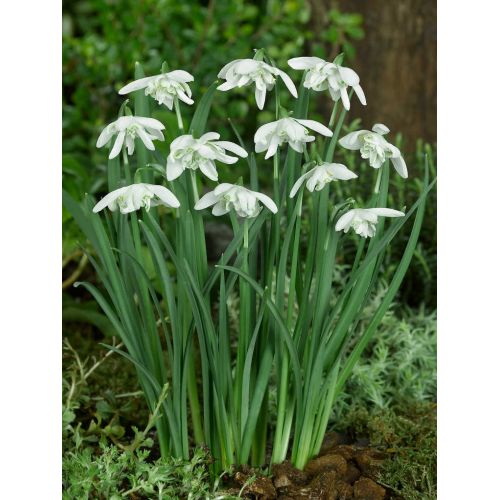 Galanthus flore pleno 7 bollen - afbeelding 2