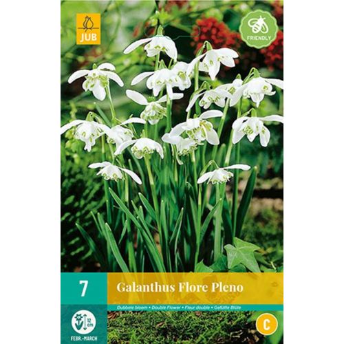 Galanthus flore pleno 7 bollen - afbeelding 1