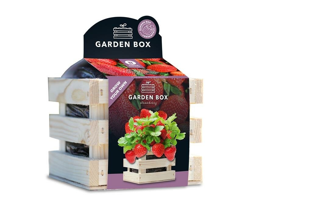 Baza Garden Box Strawberry Reuze Aardbei