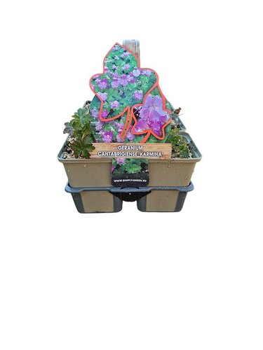 Geranium x cantabrigiense Karmina - Ooievaarsbek 6 pack