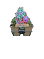 Geranium x cantabrigiense Karmina - Ooievaarsbek 6 pack
