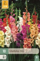 Gladiolen mix