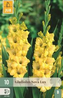 Gladiolen Nova lux