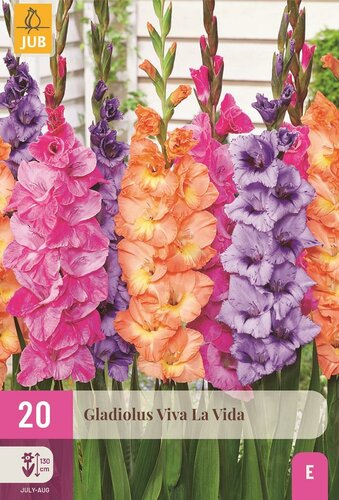 Gladiolen viva la vida mix