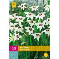 Gladiolus callianthus 50 bollen - afbeelding 2