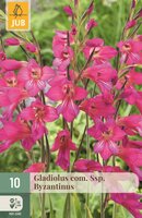 Gladiolus com. ssp. byzantinus 10 bollen - afbeelding 1