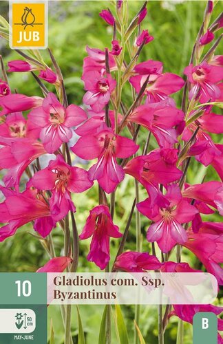 Gladiolus com. ssp. byzantinus 10 bollen