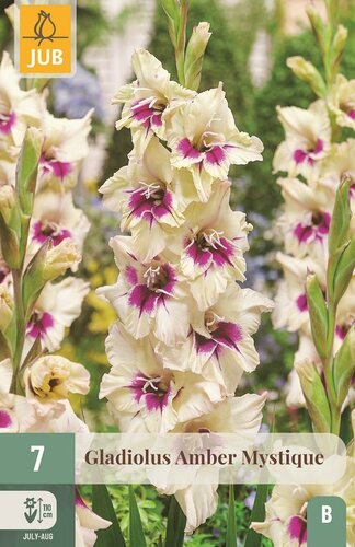 Gladiool Amber mystique