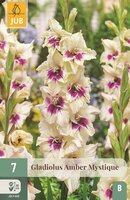Gladiool Amber mystique