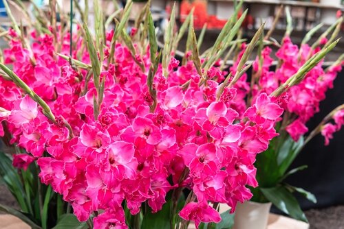 Gladiool fairytale pink - afbeelding 2