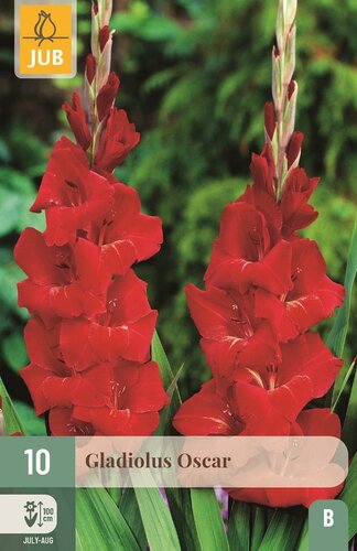 Gladiool Oscar