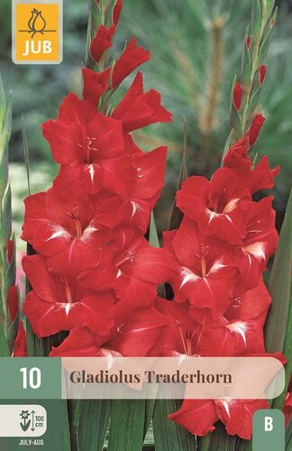 Gladiool Traderhorn