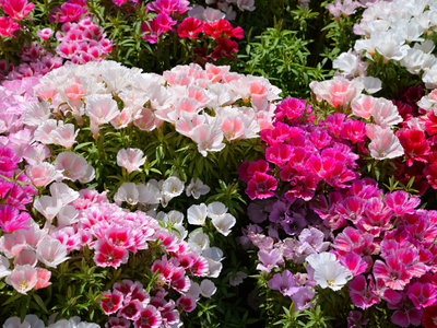 Godetia / Zomerazalea
