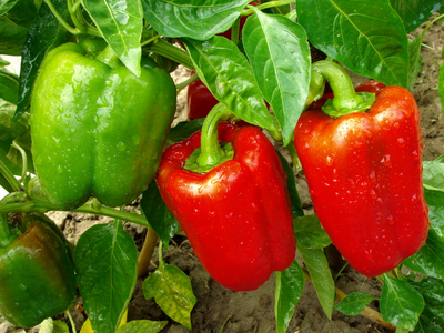 Groente planten