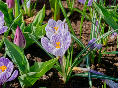 Grootbloemige crocussen