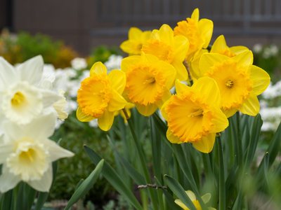 Grootbloemige narcissen
