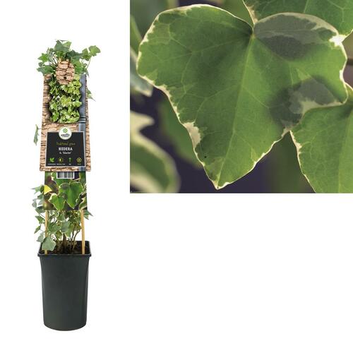 Hedera Helix ‘Glacier’ - bonte kleinbladige klimop