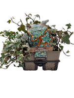 Hedera Helix ‘Glacier’ - klimop 6 pack