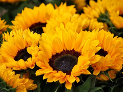 Helianthus / Zonnebloem